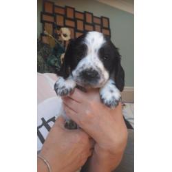 Cocker Spaniel puppy