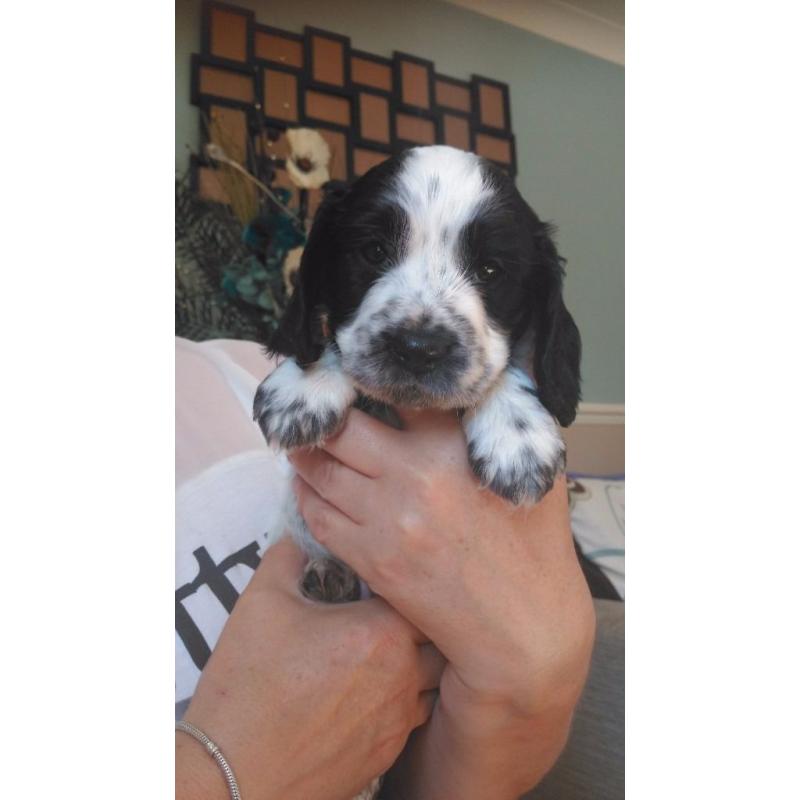 Cocker Spaniel puppy