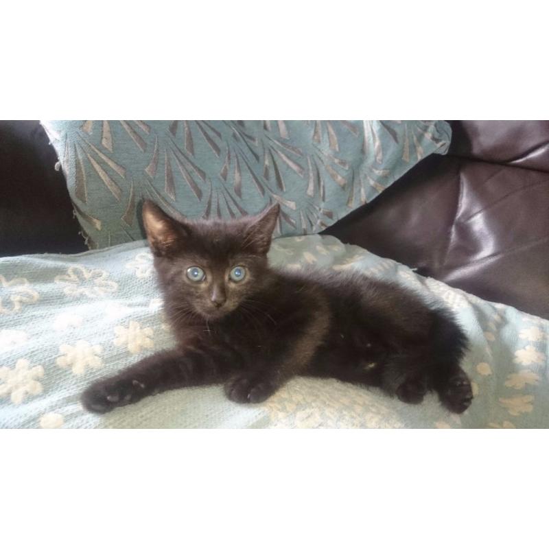half bengal kittens ready now LAST ONE!