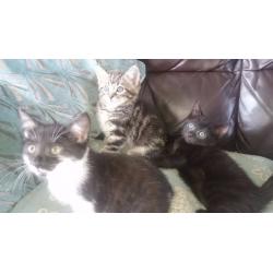 half bengal kittens ready now LAST ONE!