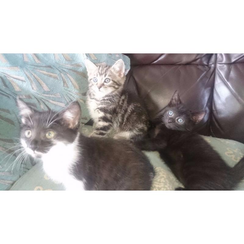 half bengal kittens ready now LAST ONE!