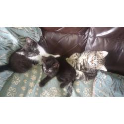 half bengal kittens ready now LAST ONE!