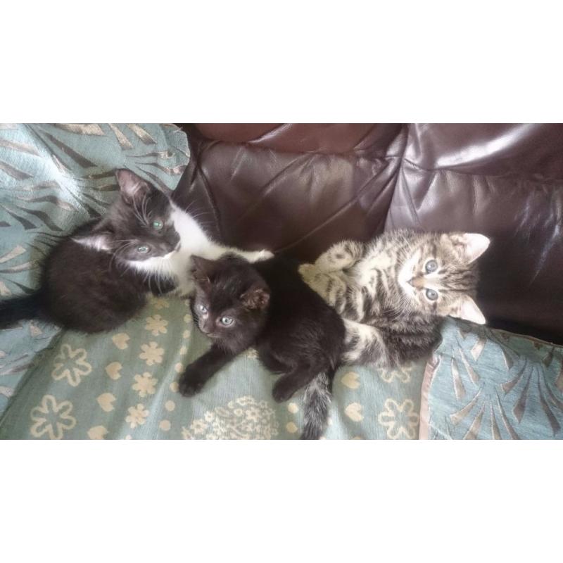 half bengal kittens ready now LAST ONE!