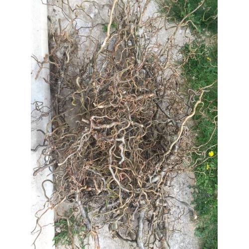 Twisted Hazel branches