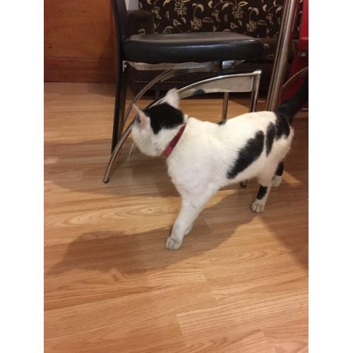 3yrs old male cat
