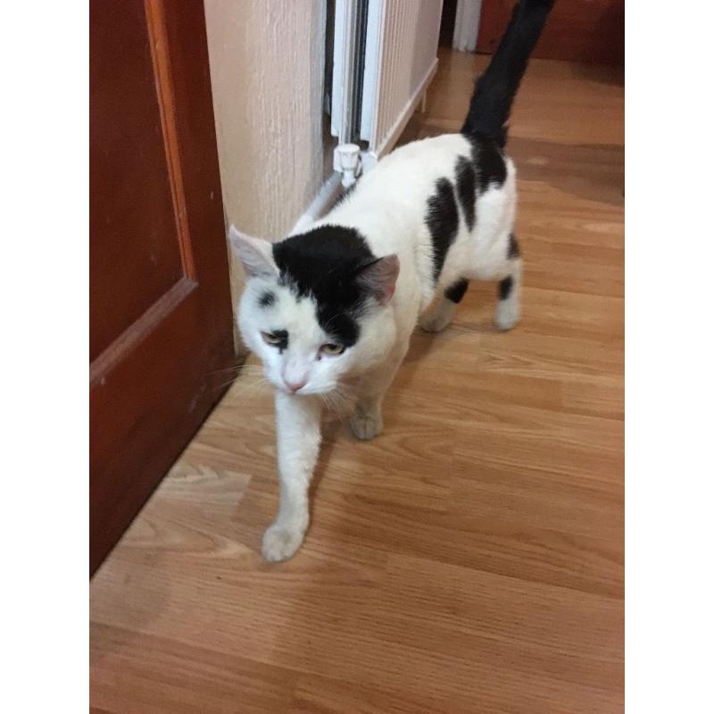 3yrs old male cat