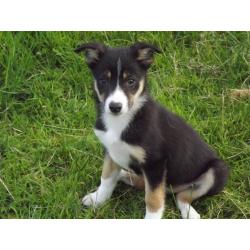 Black white and tan borer collies pups