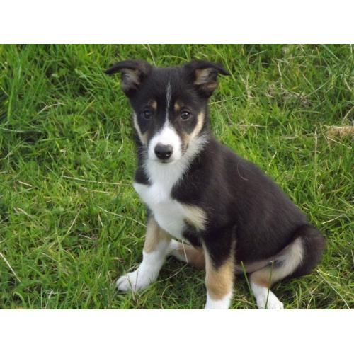 Black white and tan borer collies pups