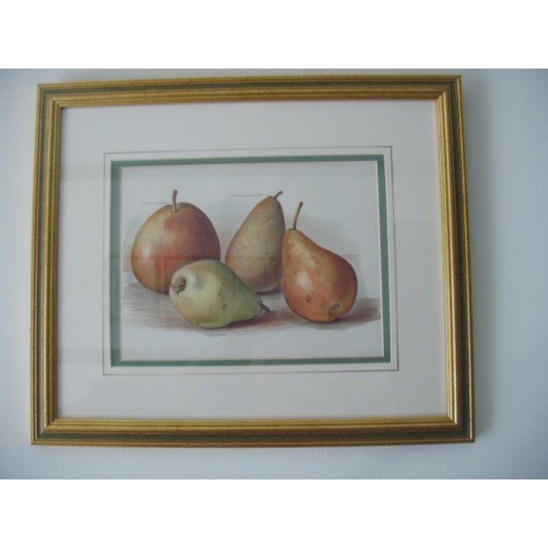 Antique lithograph - May Rivers Fruit Growers Guide 1890