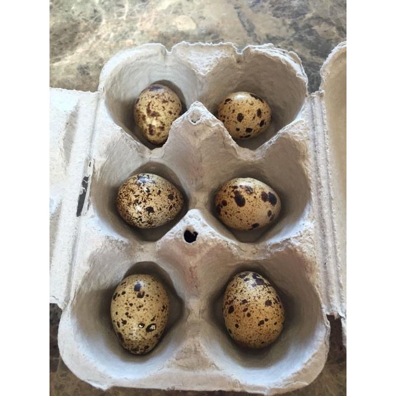 Fresh Quails eggs