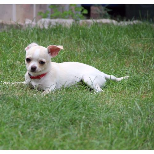 White Smooth Coat Chihuahua Girl