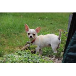 White Smooth Coat Chihuahua Girl