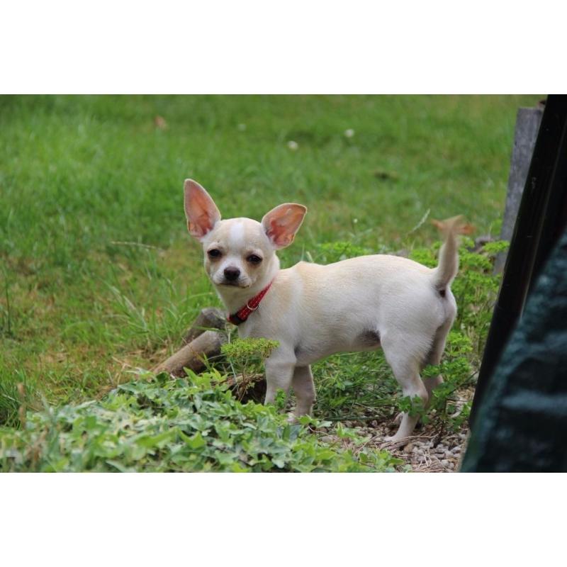 White Smooth Coat Chihuahua Girl