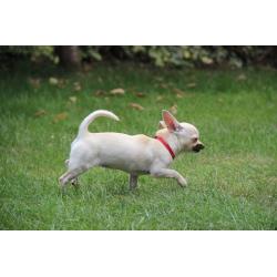 White Smooth Coat Chihuahua Girl