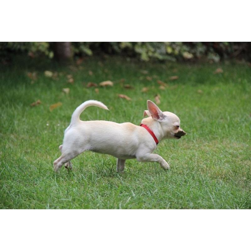 White Smooth Coat Chihuahua Girl