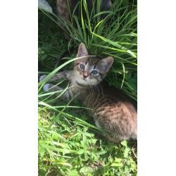 Tabby girl kitten for sale