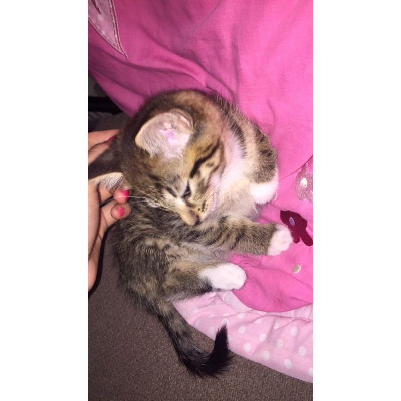 Tabby girl kitten for sale