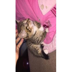 Tabby girl kitten for sale