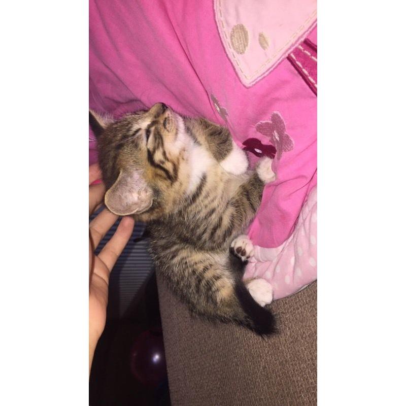 Tabby girl kitten for sale