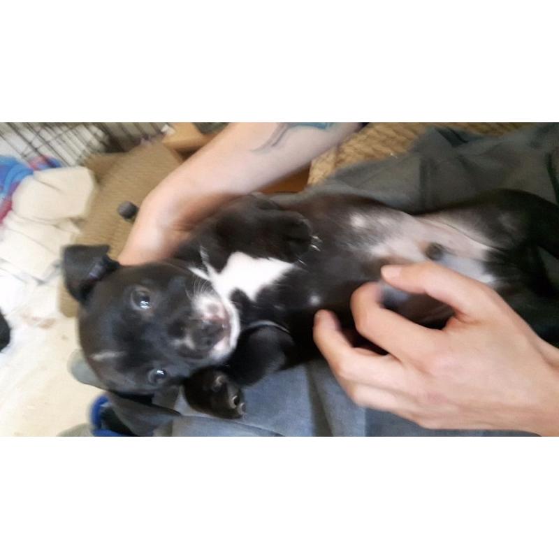 Black staffy pups