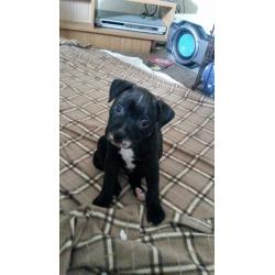 Black staffy pups