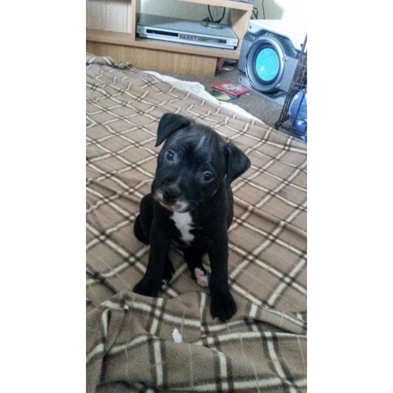 Black staffy pups