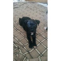 Black staffy pups