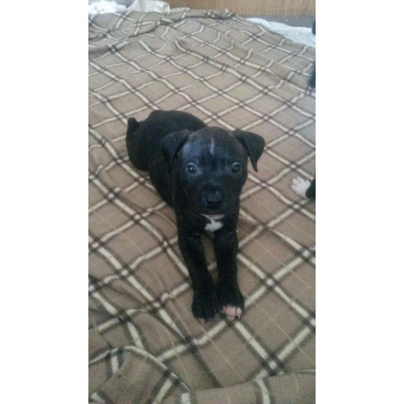 Black staffy pups