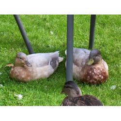 Apricot Call Ducks