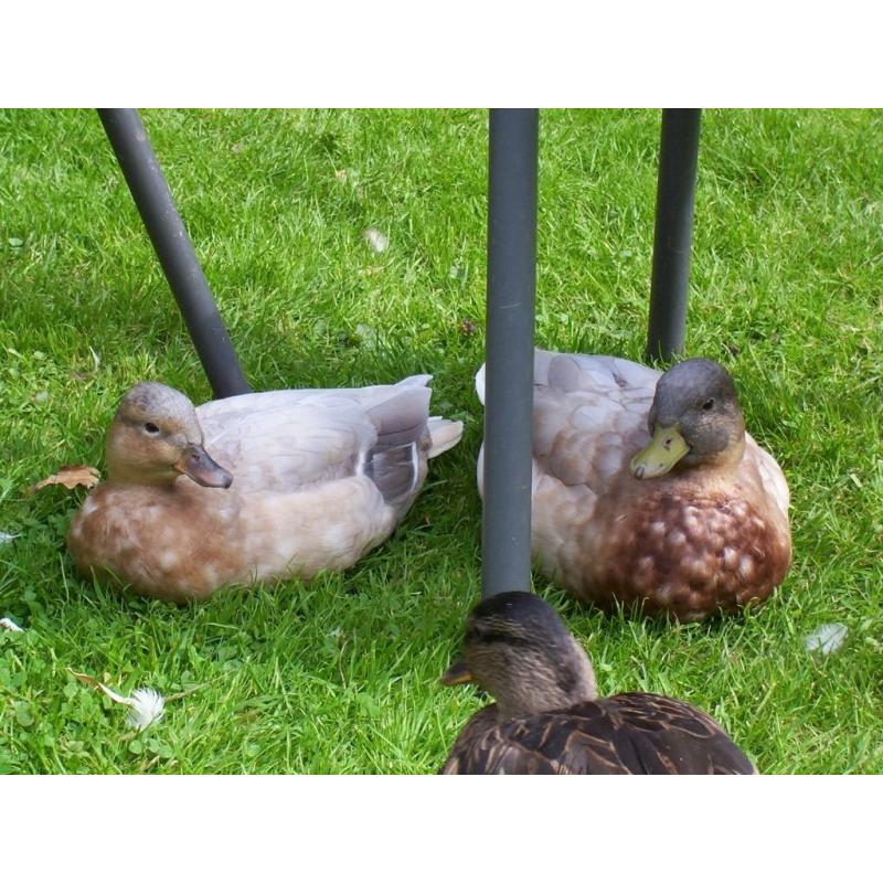 Apricot Call Ducks