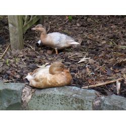 Apricot Call Ducks