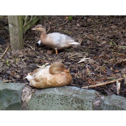 Apricot Call Ducks