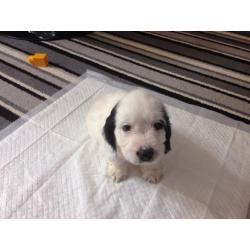 2 beautiful F1 PRA clear toy cockapoo puppies
