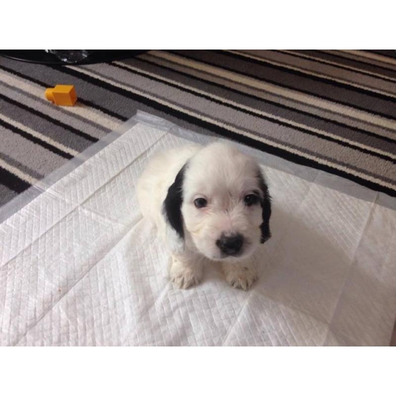 2 beautiful F1 PRA clear toy cockapoo puppies