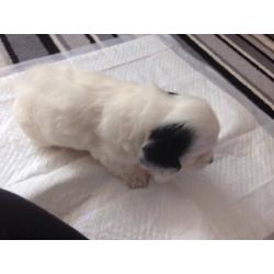 2 beautiful F1 PRA clear toy cockapoo puppies