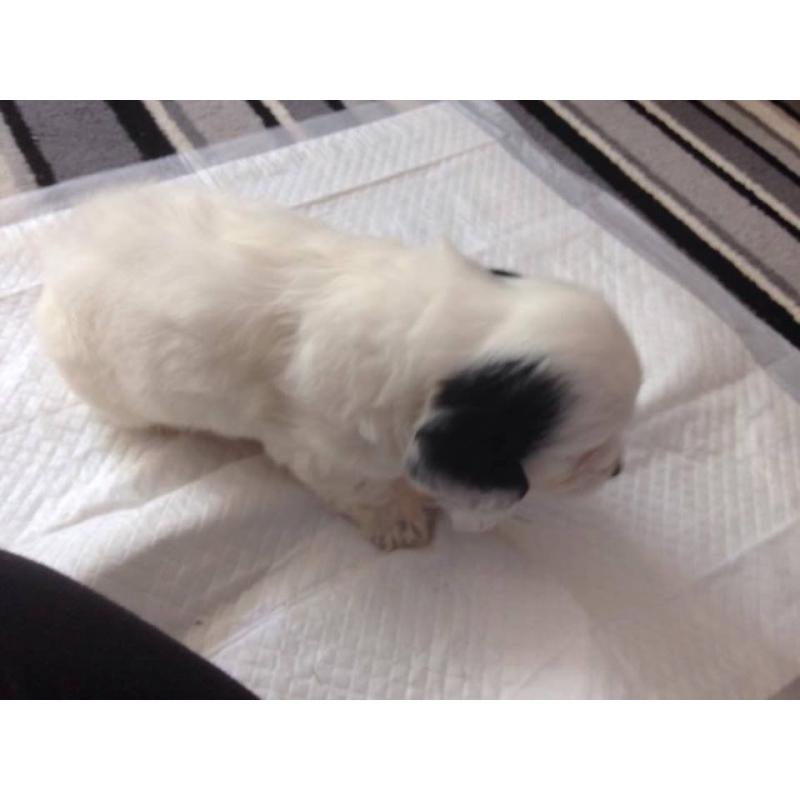 2 beautiful F1 PRA clear toy cockapoo puppies
