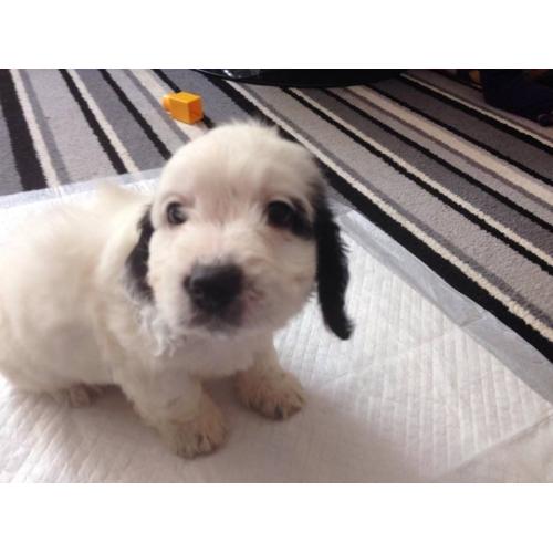 2 beautiful F1 PRA clear toy cockapoo puppies