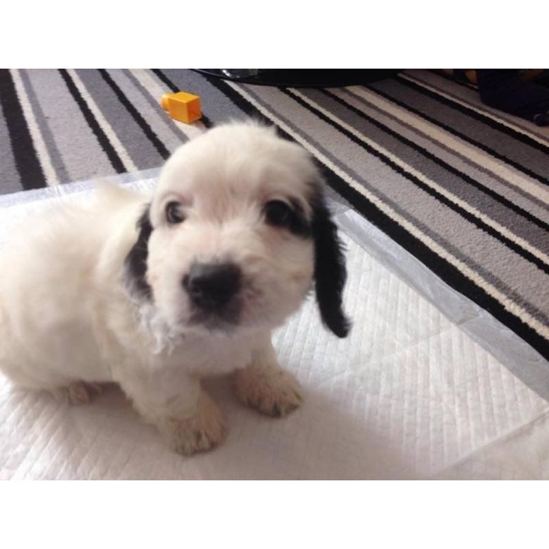 2 beautiful F1 PRA clear toy cockapoo puppies