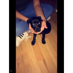 Patterdale x jack Russell pup female 12 weeks