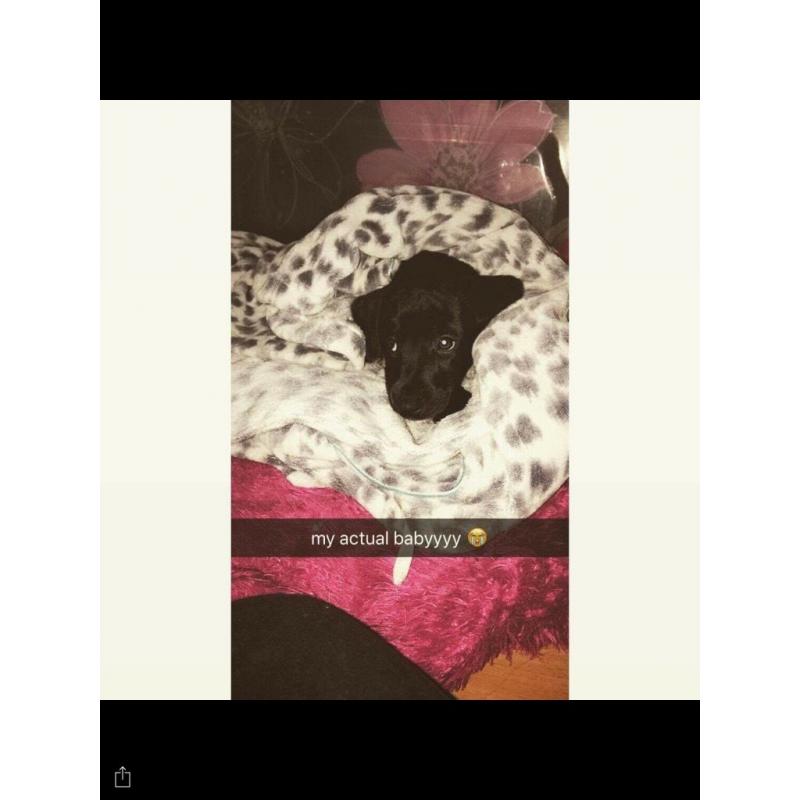Patterdale x jack Russell pup female 12 weeks