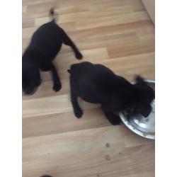 Staffy pups