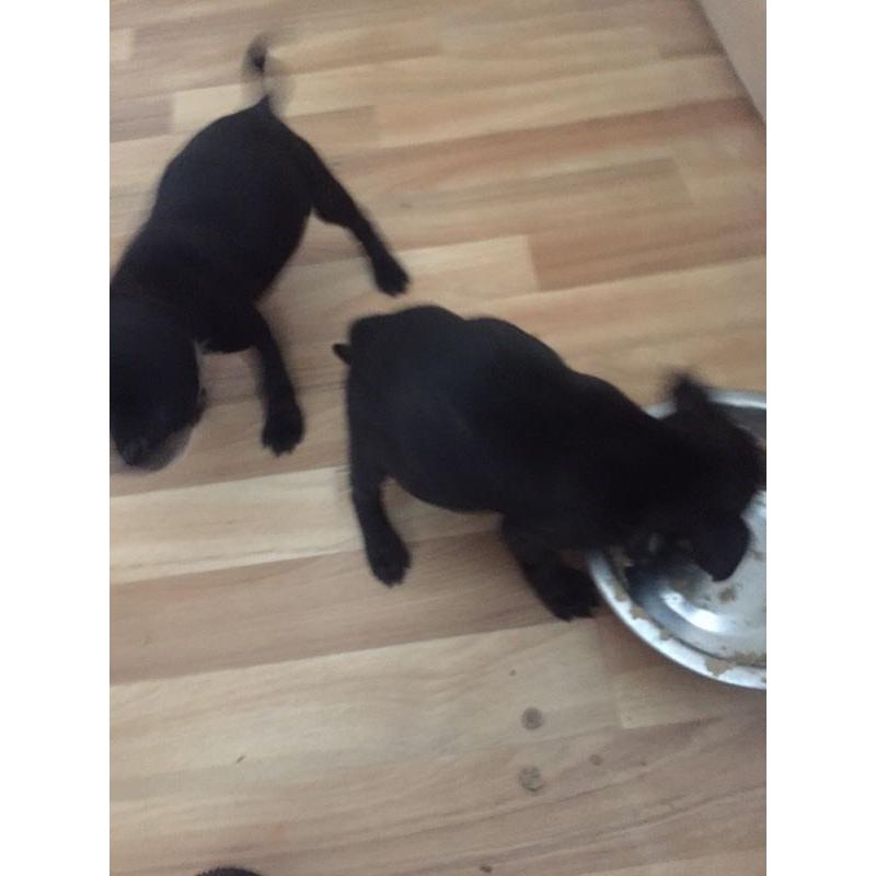 Staffy pups