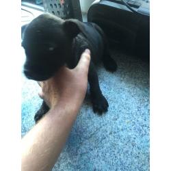 Staffy pups