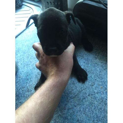 Staffy pups