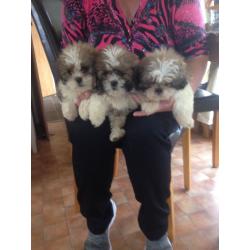 Shih tzu puppies