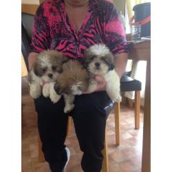 Shih tzu puppies