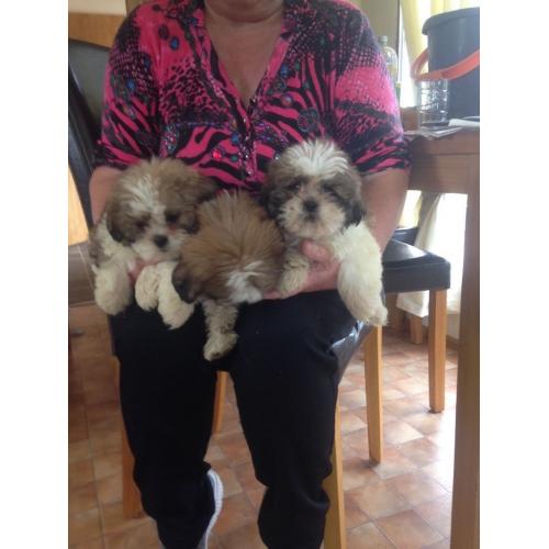 Shih tzu puppies