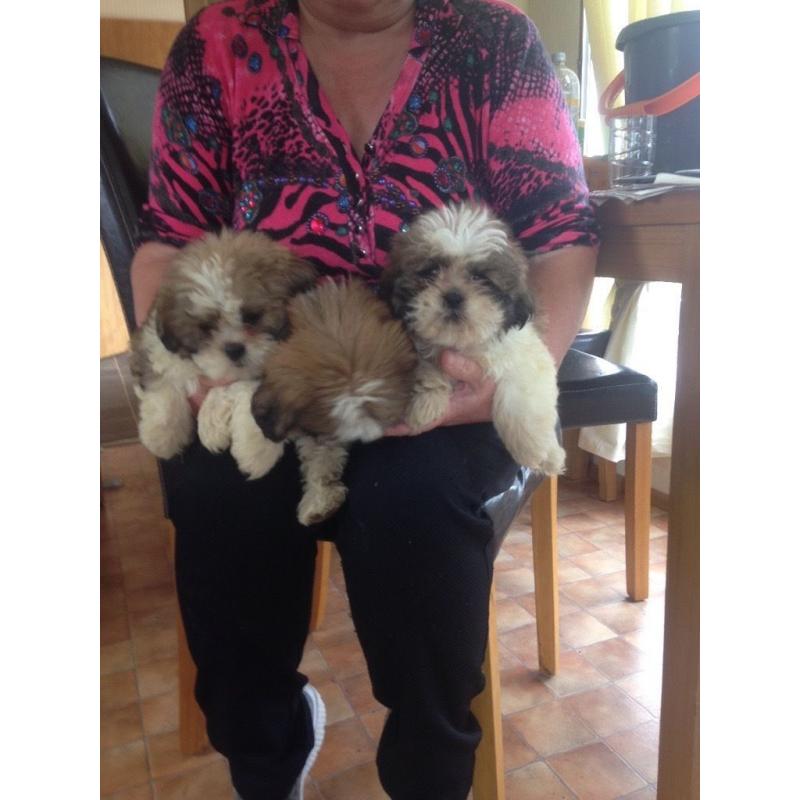 Shih tzu puppies
