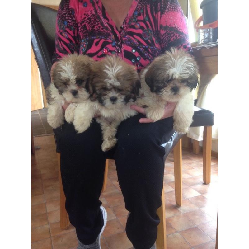 Shih tzu puppies