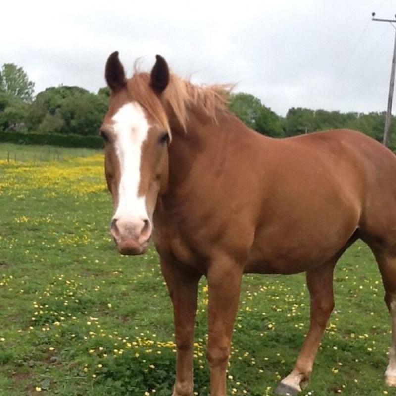 Companion Horse - 15hh Harry